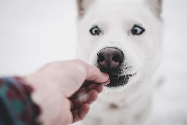 Feeding a pet