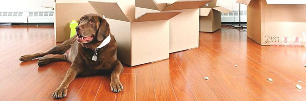 How to Move House When You Have Pets
