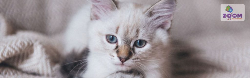 Moving House With a Cat: Moving With Pets : Part 2