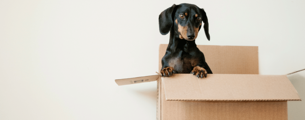 A small dog sitting in a cardboard box