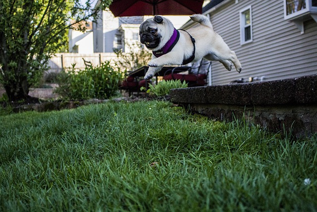 pets-jumping-garden