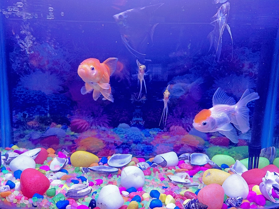 Fish Tank With Various Fishes And Water Animals, Orange Fish, Bl
