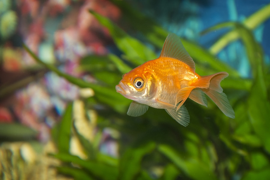 Goldfish In Aquarium With Green Plants, And Stones
