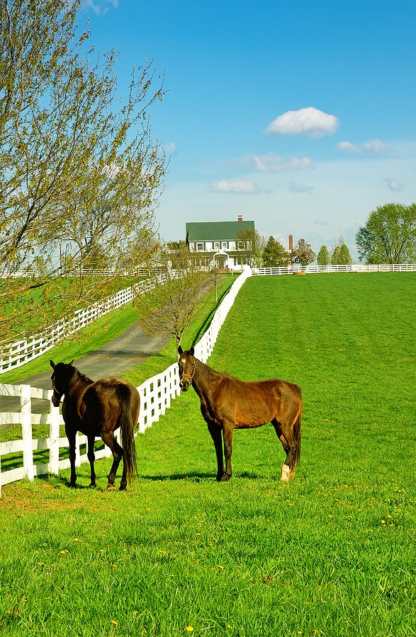 Horses