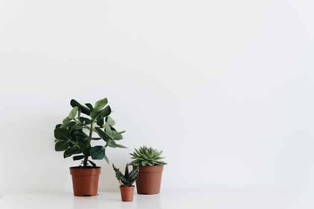 house-plants
